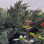 Letzte Rosen im November