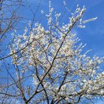 Blühender Mirabellenstrauch