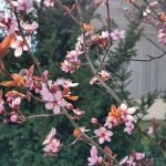 Zierkirsche im Klosterpark