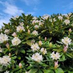 Rhododendron bei der Lourdesgrotte