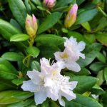Rhododendronblüte