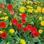 Tulpenparadies in unserem Park