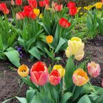Tulpen in unserem Park