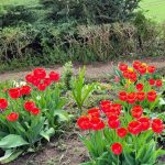 Tulpen in unserem Steingarten